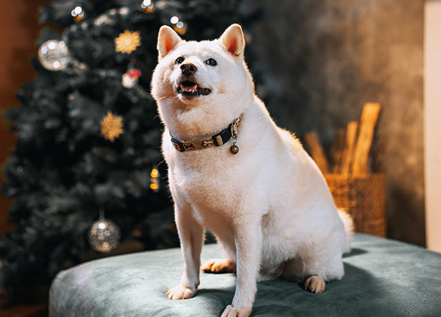 Cream Shiba Inu dog sitting on IKEA VIMLE footstool with claw-proof Signature Velvet Eucalyptus slipcover