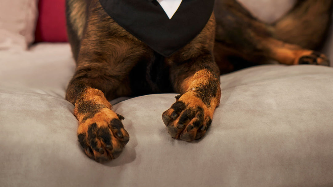 Closeup-of-German-Shepherd-dog-paws-laying-on-sofa-with-ComfortWorks-pet-friendly-and-pet-proof-protection-performance-fabrics-couch-cover