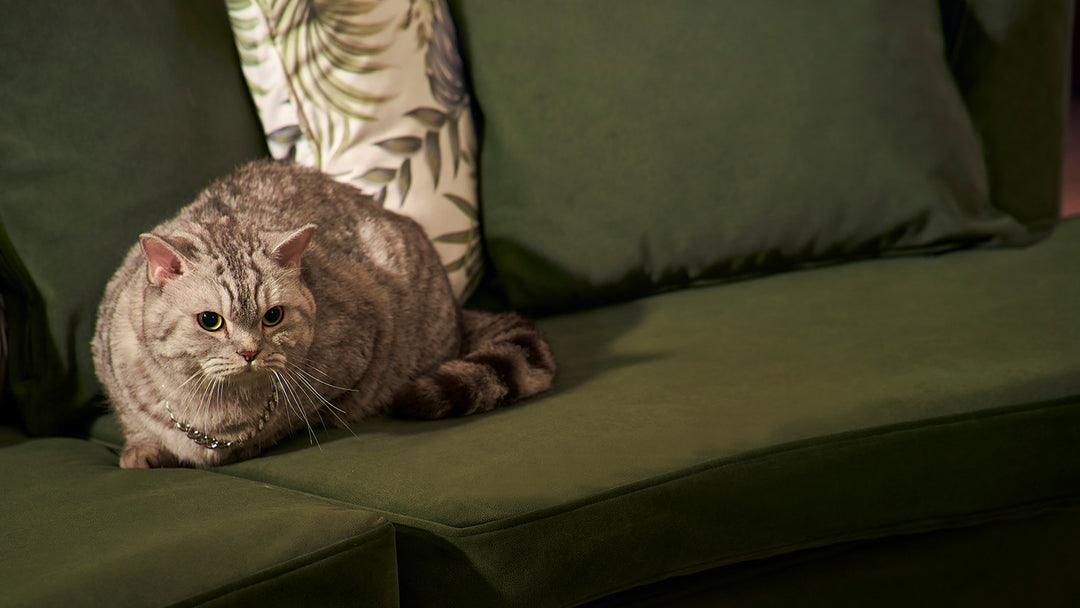 Cat-laying-on-sofa-with-ComfortWorks-performance-fabrics-couch-cover-Signature-Microfibe-in-Forest-Green-colour