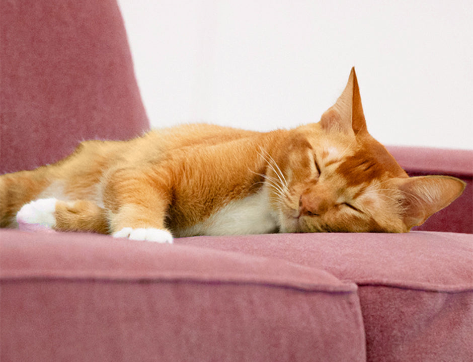 Velvet couch with outlet cats