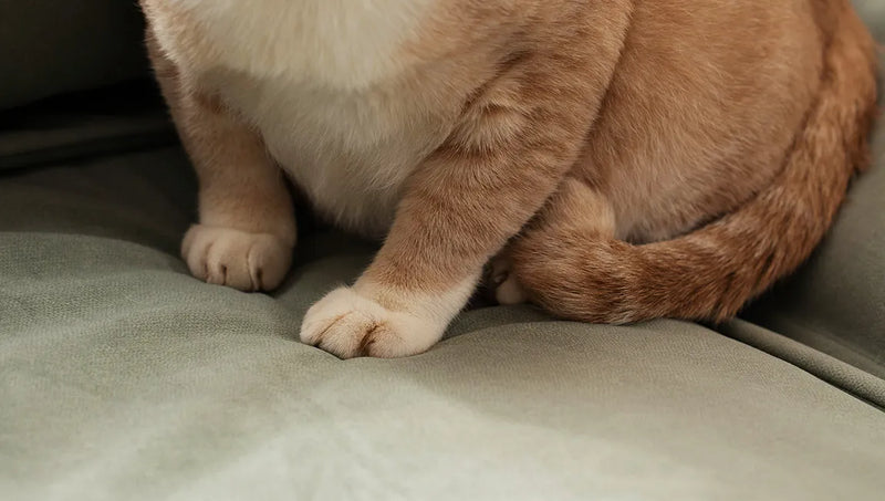 Pet-cat-laying-on-sofa-with-ComfortWorks-scratch-resistant-pet-friendly-and-pet-proof-protection-performance-fabric-Signature-Microfibre-couch-cover-in-Silver-Sage-colour