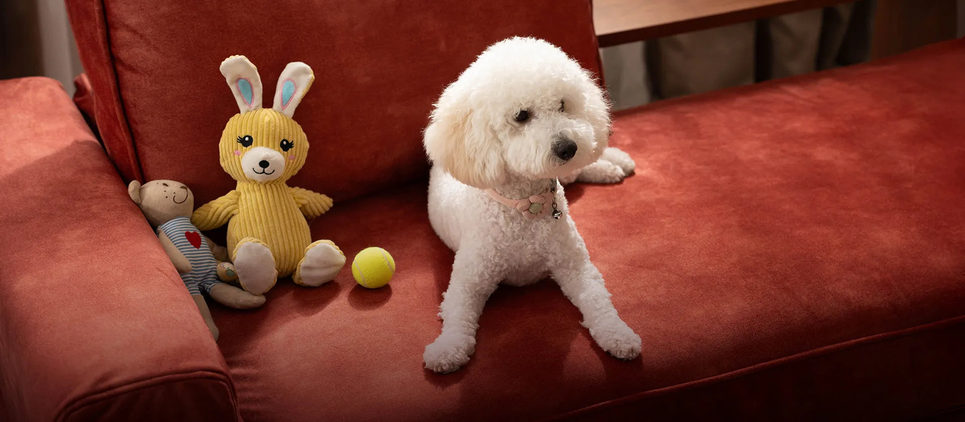 White-poodle-puppy-dog-laid-down-on-a-King-Living-Jasper-Metro-sofa-with-ComfortWorks-Signature-Velvet-Sunset-colour-couch-cover-in-a-living-room