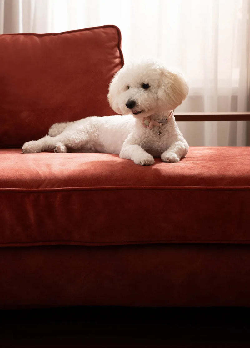 White-poodle-puppy-dog-relaxing-on-a-King-Living-Jasper-Metro-sofa-with-ComfortWorks-Signature-Velvet-Sunset-colour-couch-cover-in-a-living-room
