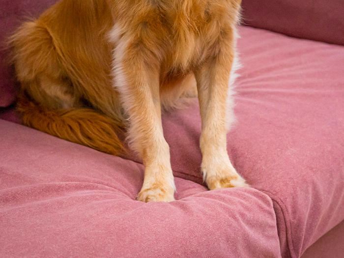 Close-up of dog paws pressing on the sofa with Claw-proof Velvet Rose slipcover