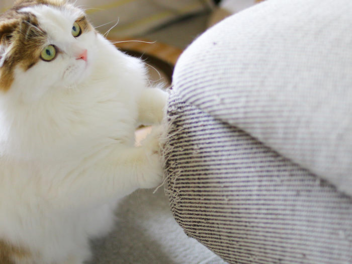 Close-up of a cat scratching the corner of a sofa cover